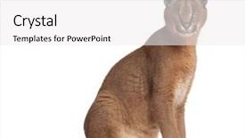  Presentation with old - Slide set consisting of animal eyes - caracal caracal caracal 6 months background and a white colored foreground