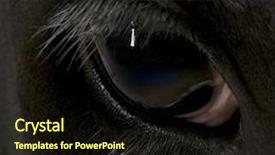  Presentation with animal cow - Cool new slides with animal eyes - close-up of holstein cow eye backdrop and a wine colored foreground