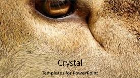  Presentation with weeping eye - Slides consisting of animal eyes - deer eye close-up background and a coral colored foreground