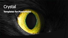  Presentation with eye - Presentation with animal eyes - green cat eye close up background and a black colored foreground