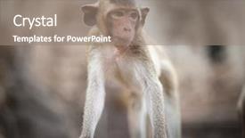  Presentation with thai temple - Audience pleasing slide deck consisting of animal eyes - lopburi thailand monkey crab-eating backdrop and a gray colored foreground