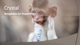  Presentation with thai temple - Audience pleasing slide set consisting of animal eyes - lopburi thailand monkey crab-eating backdrop and a coral colored foreground