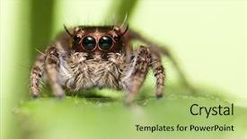  Presentation with spider - PPT theme consisting of animal eyes - macro of tropical jumping spider background and a mint green colored foreground