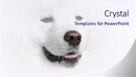  Presentation with dog - Cool new presentation theme with animal eyes - portrait of samoyed dog om backdrop and a sky blue colored foreground