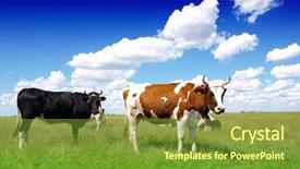  Presentation with pasture - Presentation having animal family - cows grazing on pasture background and a  colored foreground