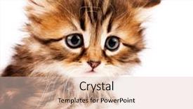  Presentation with hello kitty cute little kitten - Slides with animal family - cute little siberian kitten isolated background and a lemonade colored foreground