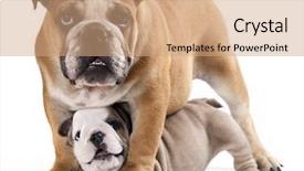  Presentation with what is english literature - Audience pleasing presentation theme consisting of animal family - english bulldog puppy backdrop and a coral colored foreground