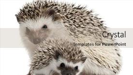  Presentation with animal - Presentation theme having animal family - four-toed hedgehogs atelerix albiventris 3 background and a coral colored foreground