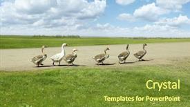  Presentation with geese - Colorful theme enhanced with animal family - geese outdoors on sunny day backdrop and a tawny brown colored foreground