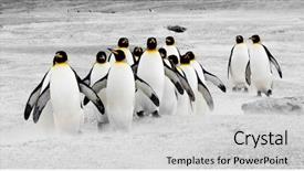  Presentation with volunteer - Presentation design consisting of animal family - king penguins at volunteer point background and a light gray colored foreground