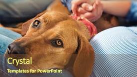  Presentation with moms - Audience pleasing slide deck consisting of animal family - lying dog rhodesian ridgeback backdrop and a tawny brown colored foreground