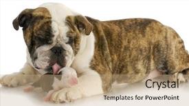  Presentation with english bulldog - Presentation theme having animal family - mother and puppy - english background and a coral colored foreground