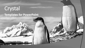  Presentation with coast - PPT layouts featuring animal family - two penguins resting background and a gray colored foreground