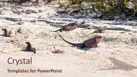  Presentation with animal nature - Amazing presentation design having animal fauna and nature concept backdrop and a  colored foreground