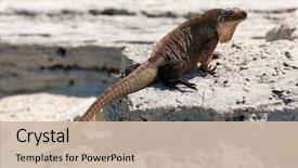  Presentation with animal nature - Beautiful slide set featuring animal fauna and nature concept backdrop and a  colored foreground