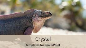  Presentation with animal nature - Presentation design with animal fauna and nature concept background and a  colored foreground