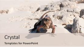  Presentation with animal nature - Colorful presentation theme enhanced with animal fauna and nature concept backdrop and a  colored foreground