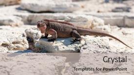  Presentation with animal nature - Slides having animal fauna and nature concept background and a  colored foreground