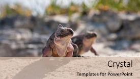  Presentation with animal nature - Theme with animal fauna and nature concept background and a soft green colored foreground