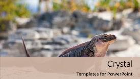  Presentation with animal nature - Slides consisting of animal fauna and nature concept background and a soft green colored foreground