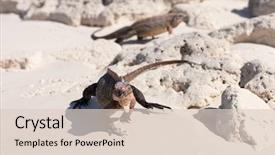  Presentation with animal nature - Presentation design having animal fauna and nature concept background and a lemonade colored foreground