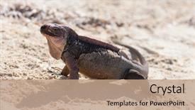  Presentation with animal nature - PPT layouts consisting of animal fauna and nature concept background and a coral colored foreground