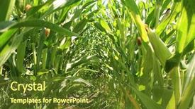  Presentation with corn field - Slide set featuring animal feed and product use background and a tawny brown colored foreground