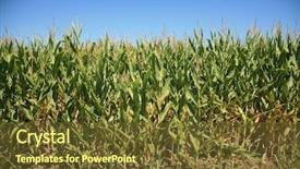  Presentation with example - Amazing slide set having animal feed and product use backdrop and a tawny brown colored foreground