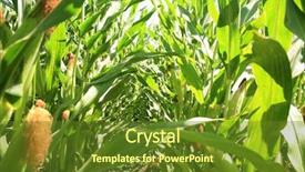  Presentation with corn field - Presentation design consisting of animal feed and product use background and a tawny brown colored foreground