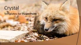  Presentation with fox - Slide deck with animal fennec - cute fox sleeping background and a lemonade colored foreground