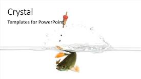  Presentation with under water life - Slide deck featuring animal fish - common roach under water caught background and a white colored foreground