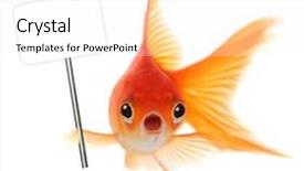  Presentation with goldfish - PPT layouts consisting of animal fish - goldfish with shocked look background and a white colored foreground