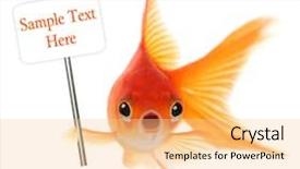  Presentation with goldfish - Slides featuring animal fish - goldfish with shocked look background and a lemonade colored foreground