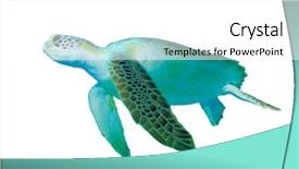  Presentation with fish turtle - PPT theme with animal fish - green sea turtle chelonia mydas background and a white colored foreground