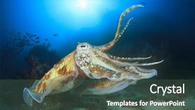  Presentation with pharaoh history - Slide deck having animal fish - pair pharaoh cuttlefish mating background and a dark gray colored foreground