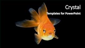  Presentation with red and black - Presentation design enhanced with animal fish - red ryukin goldfish swimming background and a  colored foreground