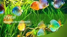  Presentation with discus fish - Audience pleasing PPT theme consisting of animal fish - symphysodon discus in an aquarium backdrop and a forest green colored foreground