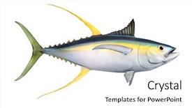  Presentation with tuna - Beautiful theme featuring animal fish tuna fishing isolated backdrop and a white colored foreground