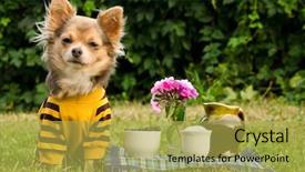  Presentation with cute cat and dog - PPT layouts consisting of animal food - cute chihuahua dog background and a yellow colored foreground