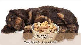  Presentation with puppy - Presentation design featuring animal food - cute cocker spaniel puppy dog background and a coral colored foreground