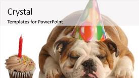  Presentation with english bulldog - Presentation theme featuring animal food - party pooper - english bulldog background and a white colored foreground