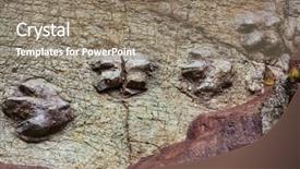  Presentation with footprint - PPT theme enhanced with animal footprints - dinosaur footprint in peru background and a gray colored foreground