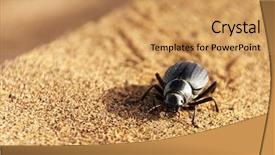  Presentation with sahara - Presentation design with animal footprints - scarab in sahara desert africa background and a yellow colored foreground