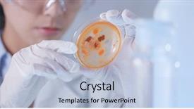 Presentation with biology fungi petri dishes - Cool new presentation design with animal forensics - scientist examining petri dishes backdrop and a  colored foreground