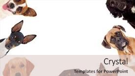  Presentation with dogs - Presentation design having animal frames - different dogs looking at camera background and a lemonade colored foreground