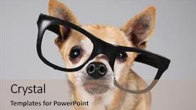  Presentation with smart relay - PPT theme having animal frames - smart chihuahua wearing glasses background and a coral colored foreground