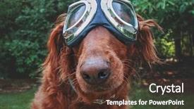  Presentation with retro television old vintage tv - Slide deck with animal friends - adorable golden retriever sitting background and a tawny brown colored foreground