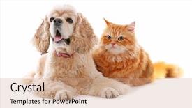  Presentation with cat - Amazing presentation theme having animal friends - american cocker spaniel and red backdrop and a coral colored foreground