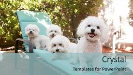 Presentation with lounge - Slides enhanced with animal friends - beautiful pure breed bichon frise background and a light blue colored foreground