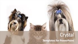  Presentation with dog - PPT theme with animal friends - beaver yorkshire terrier dog background and a coral colored foreground